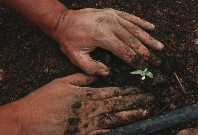 green plant on persons hand